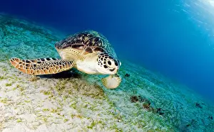 Mydas: Green turtle (Chelonia mydas), Indonesia, Lombo