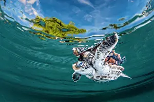 Cheloniidae: Green turtle (Chelonia mydas) juvenile under surface