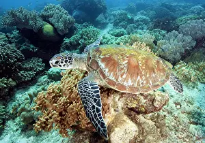 Mydas: Green turtle (Chelonia mydas), Philippines, Lake