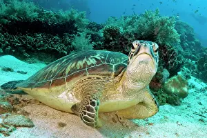 Mydas: Green turtle (Chelonia mydas), Philippines, Lake