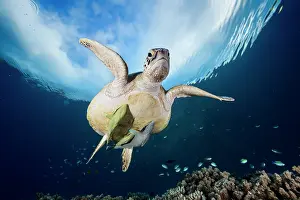 Mydas: Green turtle (Chelonia mydas) above reef with two