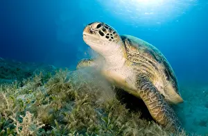 Mydas: Green turtle (Chelonia mydas) on the seagrass