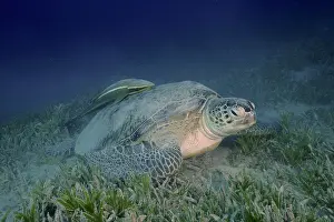 Mydas: Green turtle (Chelonia mydas) with ship holder (Remora r