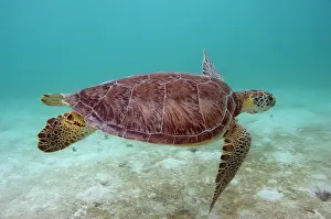 Mydas: Green Turtle (Chelonia mydas), Sian Ka'an