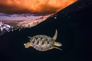 Mydas: Green turtle (Chelonia mydas) under the surface