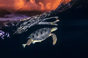 Mydas: Green turtle (Chelonia mydas) under the surface