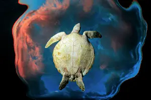 Cheloniidae: Green turtle (Chelonia mydas) swimming under the