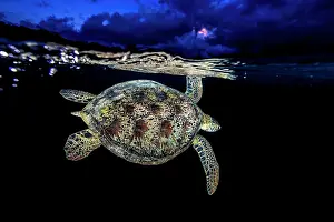 Cheloniidae: Green turtle (Chelonia mydas) swimming under the