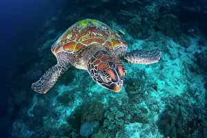 Cheloniidae: Green turtle (Chelonia mydas) swimming over the