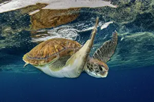 Mydas: Green turtle (Chelonia mydas) swimming amid Trichodesmium