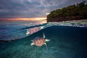 Mydas: Green turtle (Chelonia mydas) swimming in the lagoon