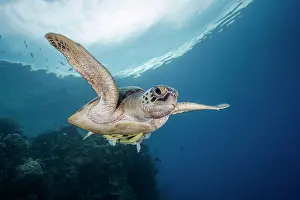Mydas: Green turtle (Chelonia mydas) swimming near the