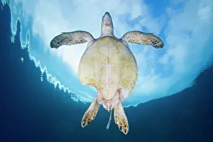 Mydas: Green turtle (Chelonia mydas) swimming in the peaceful