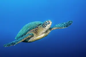 Cheloniidae: Green turtle (Chelonia mydas), Tahiti, French Polynesia