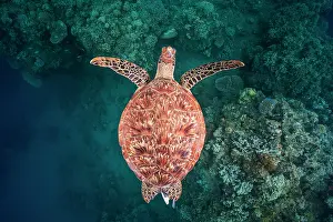 Mydas: Green turtle (Chelonia mydas) young swimming above
