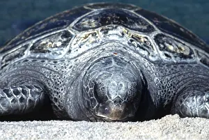 Turtles: GREEN TURTLE - close up on beach