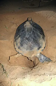 Chelonian: Green Turtle Digging Nest