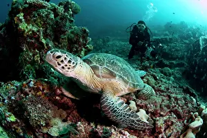 Mydas: Green Turtle and diver