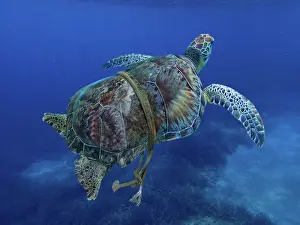Rope: Green turtle entangled with a nylon rope that as