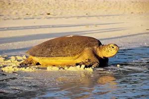 Arduous: Green turtle - female after arduous night of laying