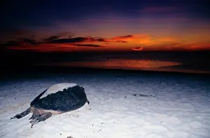 Arduous: Green turtle - female after arduous night of laying