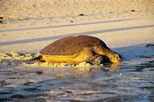 Arduous: Green turtle - female after arduous night of laying