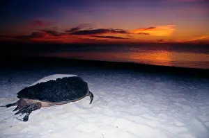 Arduous: Green turtle - female after arduous night of laying