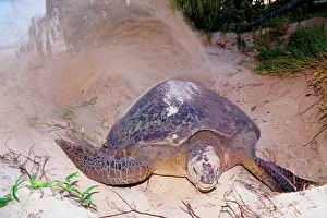 Return: Green turtle - female covering eggs with sand