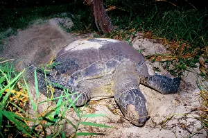 Flippers: Green turtle - female digging nest with flippers;