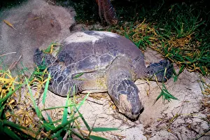 Flippers: Green turtle - female digging nest with flippers;