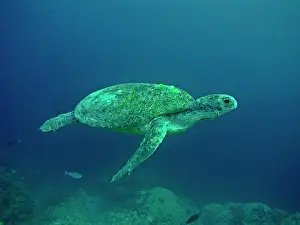 Ashore: Green Turtle - A female drifting along the reef
