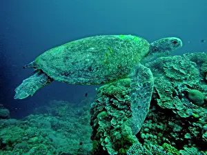 Note: Green Turtle - A female drifting along the reef