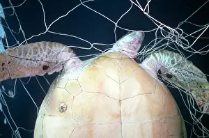 Victims: Green Turtle - Female, hangs dead in shark meshing net