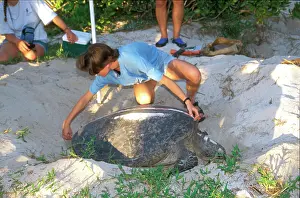 Populations: Green turtle - female laying. Researchers closely