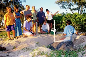 Watched: Green turtle - female laying, watched by tourists