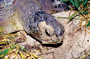 Return: Green turtle - female. They return every summer
