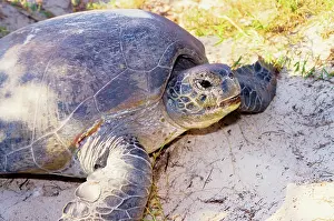 Return: Green turtle - female. They return every summer