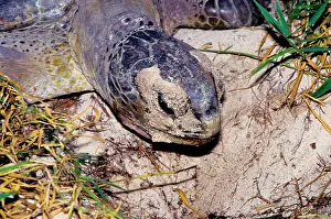 Return: Green turtle - female. They return every summer