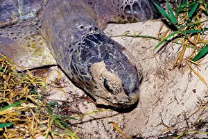 Return: Green turtle - female. They return every summer