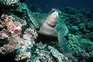 Barnacles: Green Turtle - Green turtle about to swim up from