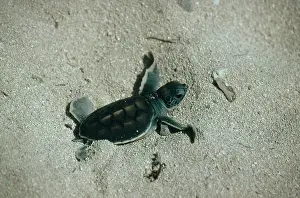 Chelonian: Green Turtle Hatchling