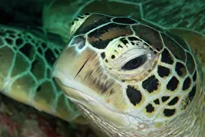 Shell: Green Turtle head