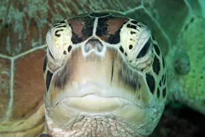 Shell: Green Turtle head