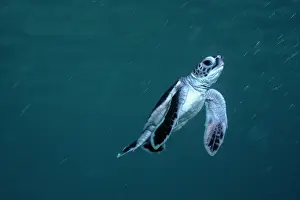 Returning: Green Turtle, juvenile - New green turtle hatchling