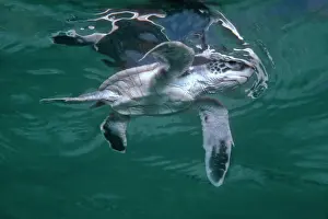 Takes: Green Turtle, juvenile - Newly hatched green turtle