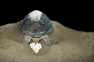 Mayotte: Green Turtle - laying eggs