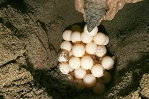 Mayotte: Green Turtle - laying eggs