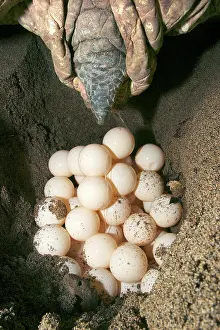 Mayotte: Green Turtle - laying eggs