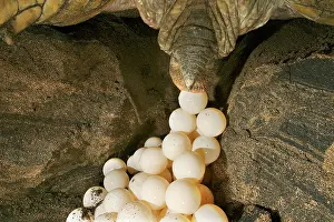 Mayotte: Green Turtle - laying eggs