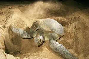 Mayotte: Green Turtle - laying eggs